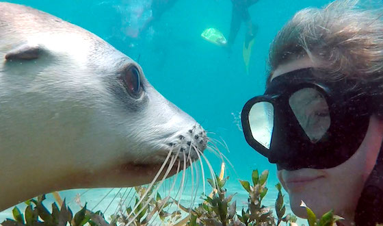 goosebumpmoment about swimming with sea lions in australia