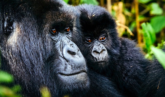 goosebumpmoment about seeing the majestic gorillas in rwanda