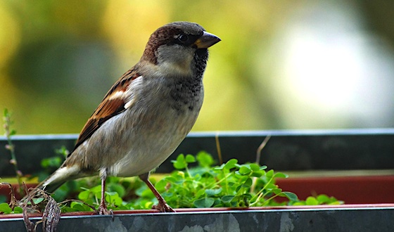 goosebumpmoment about sparrows on my balcony