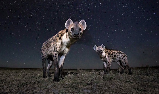 goosebumpmoment about seeing hyenas at night