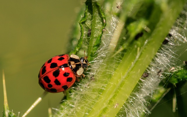 goosebumpmoment about the spiritual meaning of the ladybug